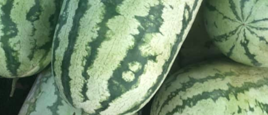 Fat Boy’s Produce